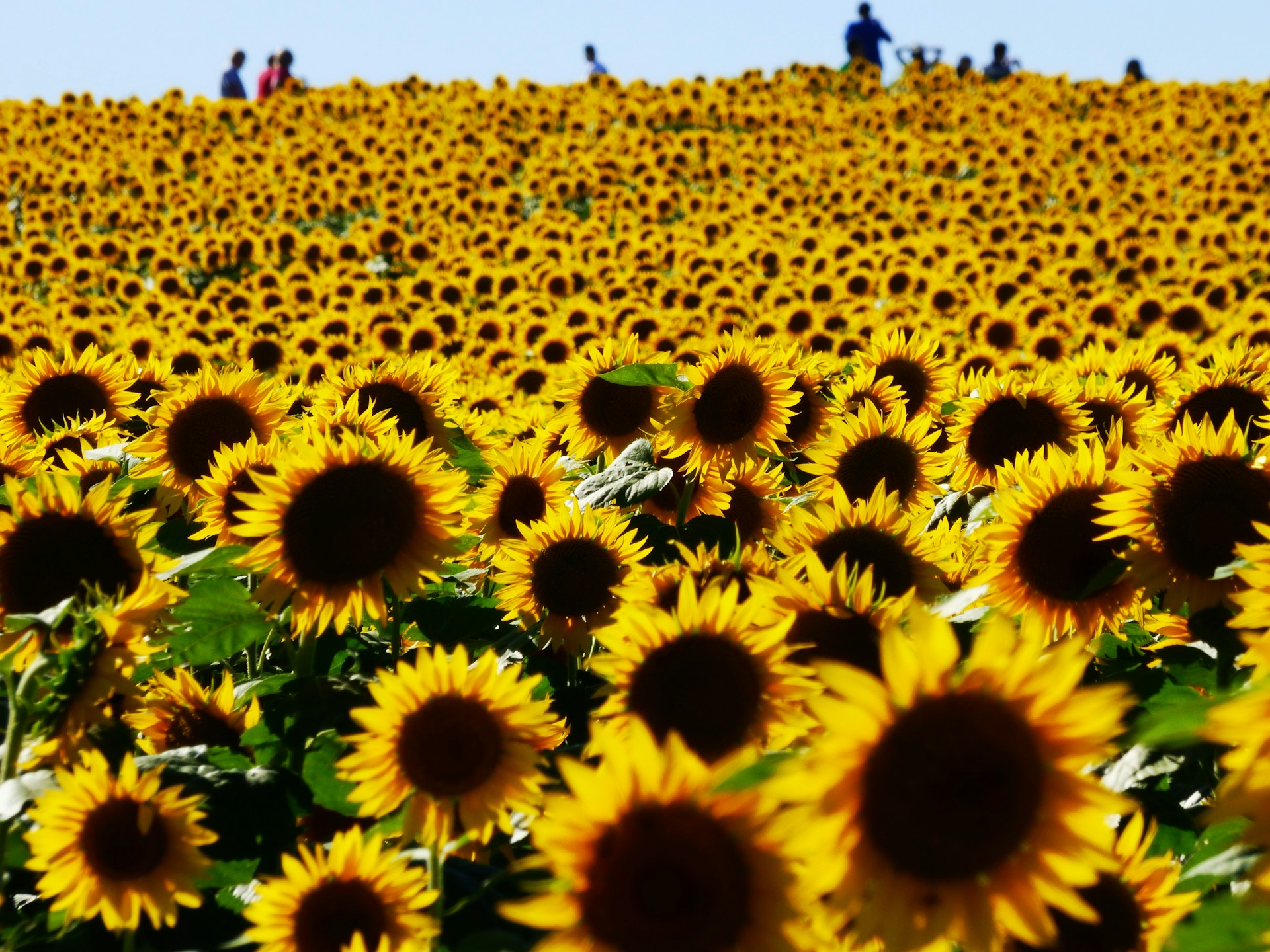 A field of sunflowers